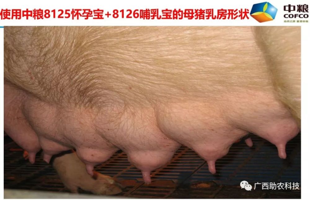 中粮集团12%哺乳母猪浓缩饲料,可发挥其更大生长性能