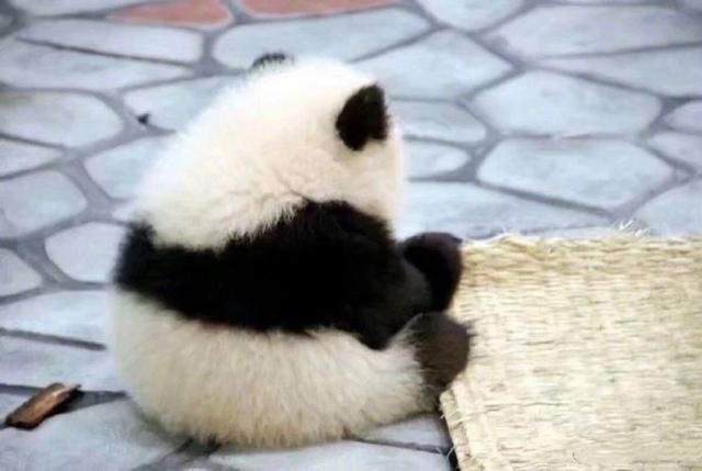 圆滚滚的熊猫真的太可爱了!