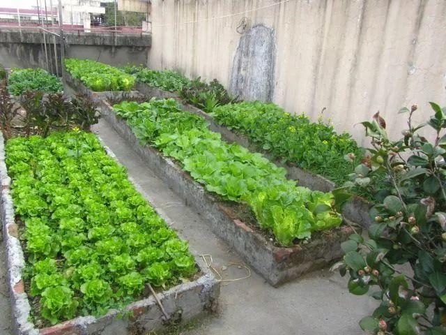 她在楼顶养花种菜,再喂喂鸡,日子过得悠闲又自在!