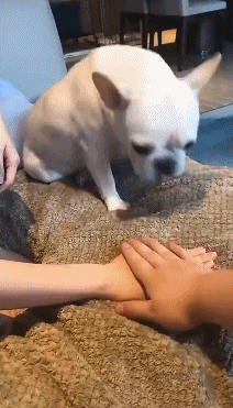 狗狗面对合掌动作一脸懵逼,被女主打了一巴掌后,狗:这样对吗?