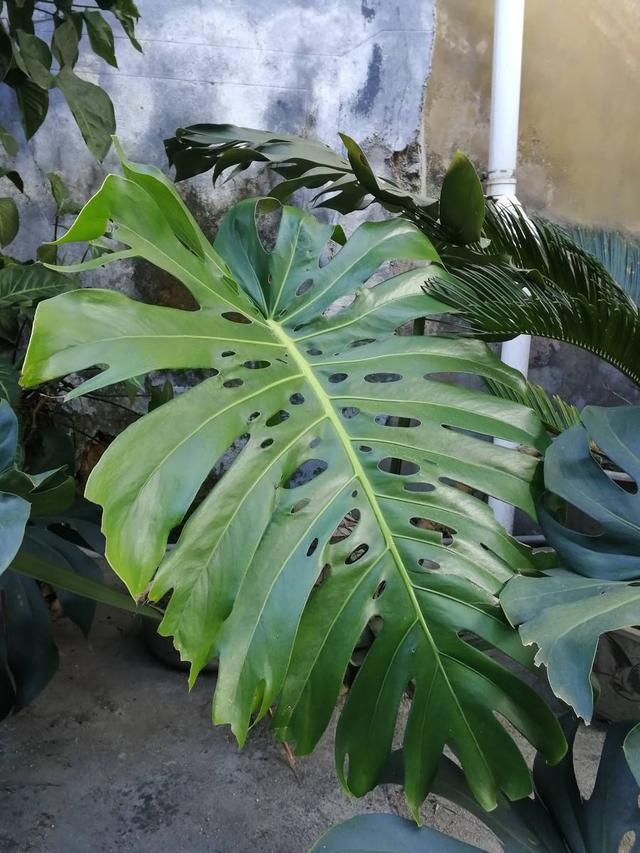 龟背竹,观叶植物