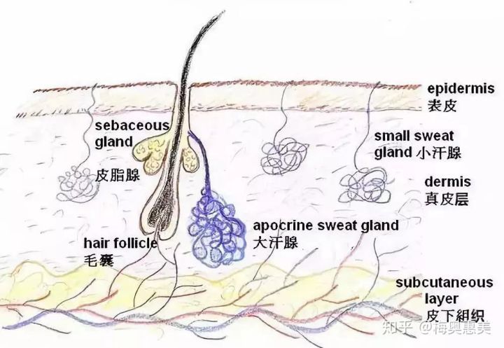 即:脂栓型黑头和螨虫型黑头; 产生原因: 是因为t区油脂分泌旺盛,然后