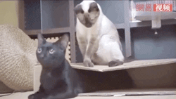 我采访过很多黑猫,发现它们的一生总是散发着浓浓的沙雕味道