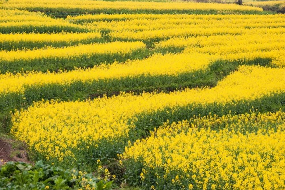 中国最大的油菜花田,每年都将低调盛开!