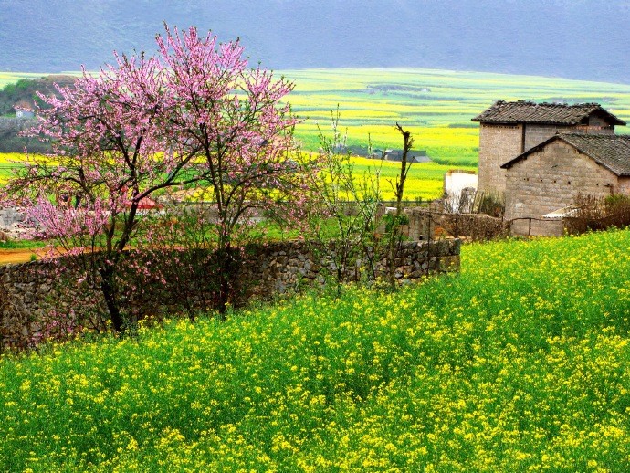 阳光打在田野上,花朵间,罗平漫无边际的油菜花显得别有一番景致.