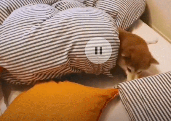 柴犬费尽心思,成功躲进被窝一眠,没成想睡醒被