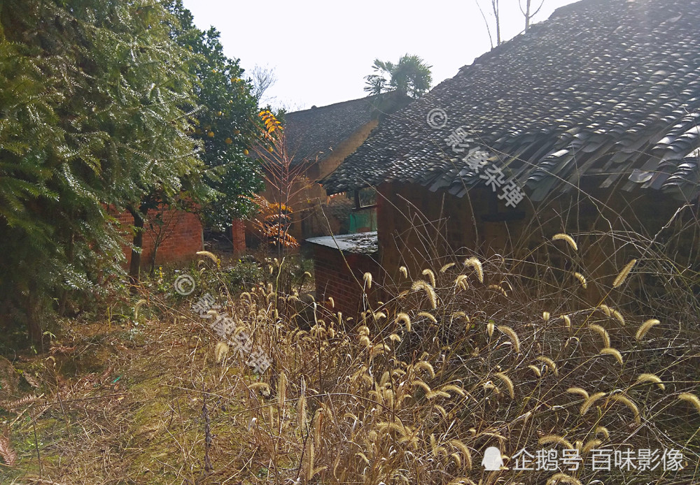 实拍最真实的农村老家,许多老房子空着,杂草丛生不见人影