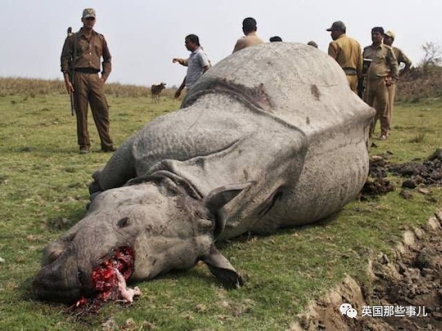有些摄影师在追踪野生动物时,还会受到来自偷猎者的死亡威胁