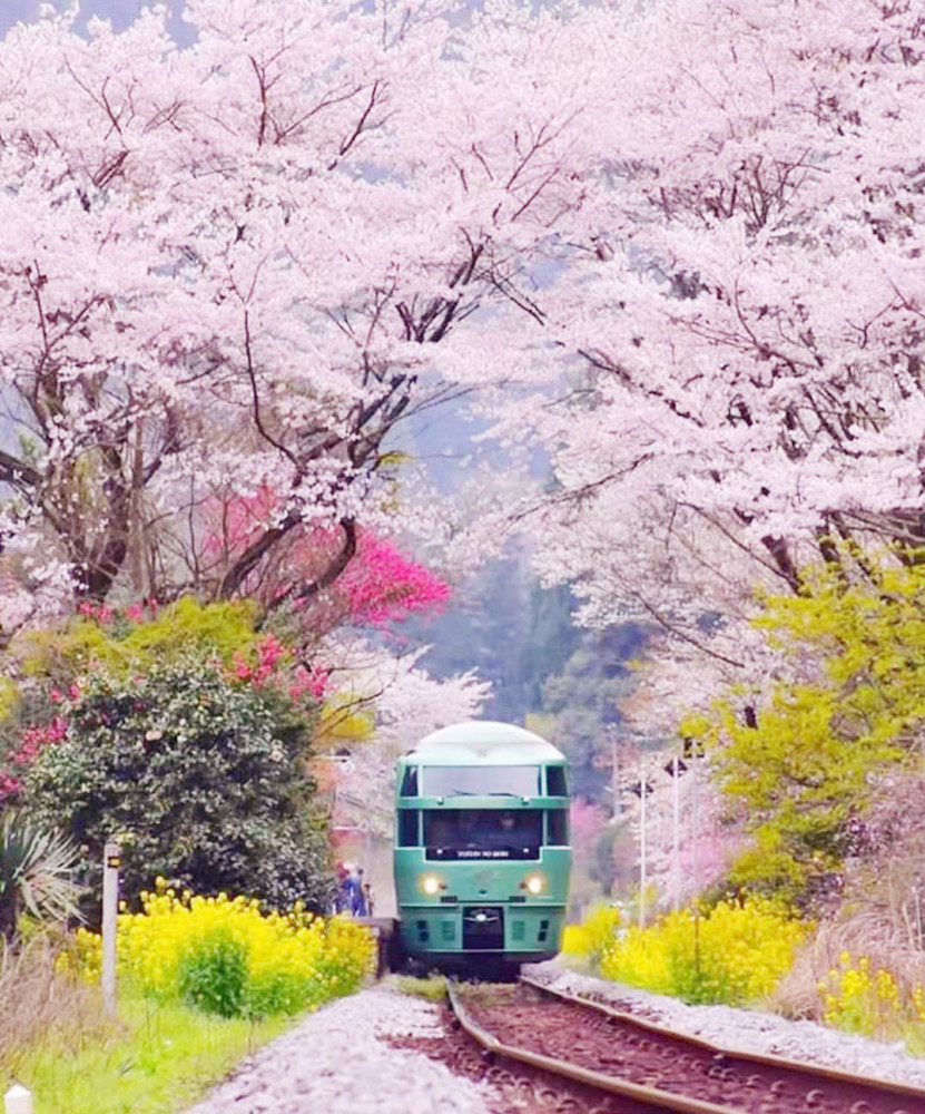 四月,唯美风景图,列车