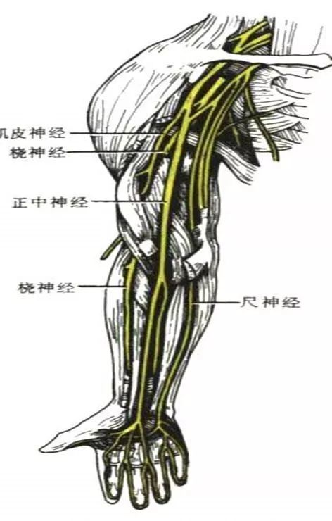 图示:上肢前面的神经 正中神经的分支:在前臂远端,与桡侧腕屈肌腱与掌