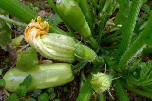 西葫芦种植期,定植后为啥不长苗咋回事?以下几点你要注意了