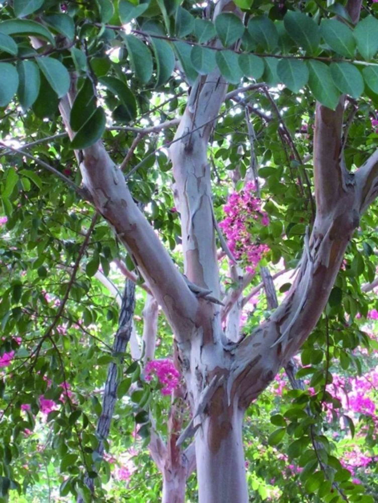 都昌神奇千年野生紫薇树竟会"怕痒痒"