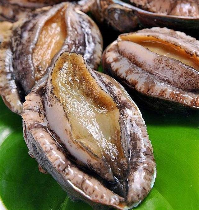 鲍鱼是高端的食材,日本大厨现场处理巨型鲍鱼,吃起来很满足!