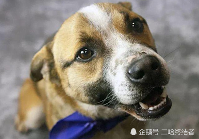 狗狗在雪地冻得发抖,靠垃圾袋取暖,被发现时狗狗的表情让人落泪!