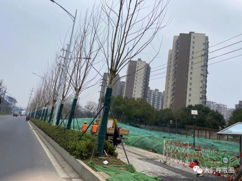道路两侧分隔带实景照