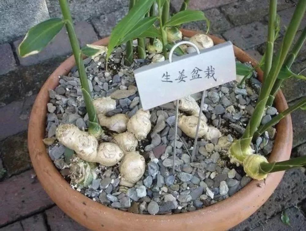 当然,叶子不要摘得太多,否则不利于生姜的生长.