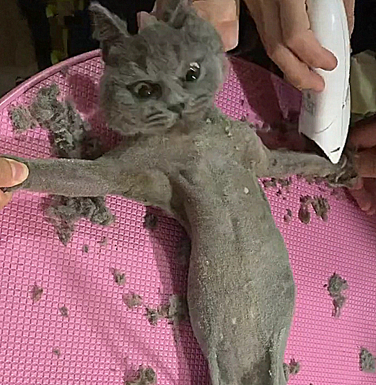 宠物,猫咪,蓝猫