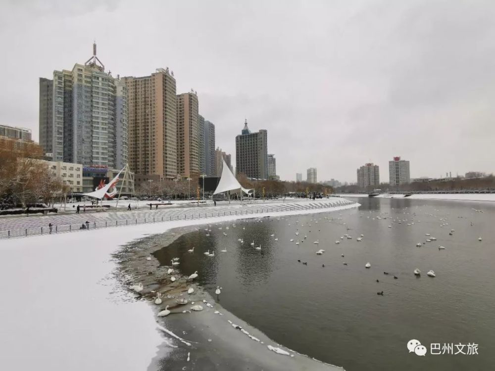 这里仿佛是巴音布鲁克的天鹅湖畔 先来看一组小编今天在 库尔勒孔雀河