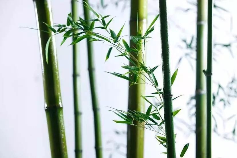 松竹梅岁寒三友,读朱元璋的《雪竹》诗,看竹子如何傲立风雪