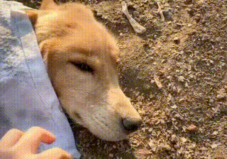 金毛狗,狗狗