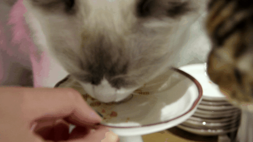 猫咪,萌宠