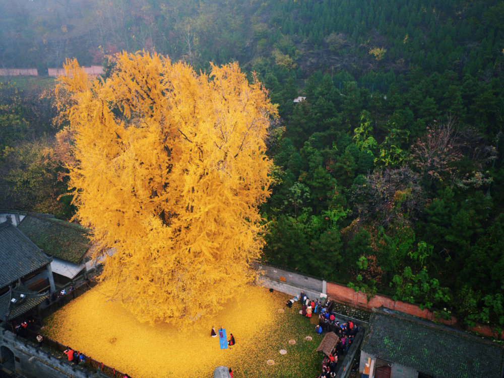 终南山脚下千年古寺:赏唐太宗亲手栽的银杏树,还能体验短期出家