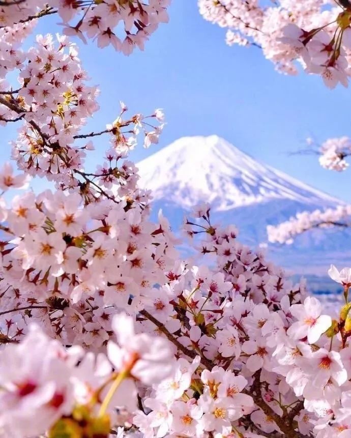 今年日本樱花提前开!附超贴心赏樱攻略,更多新玩体验等你来!