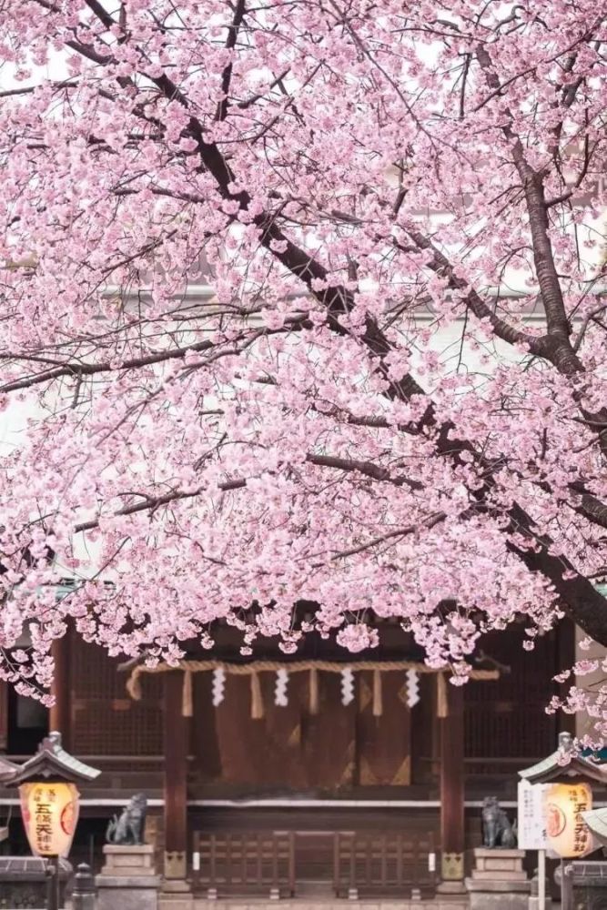 今年日本樱花提前开!附超贴心赏樱攻略,更多新玩体验等你来!