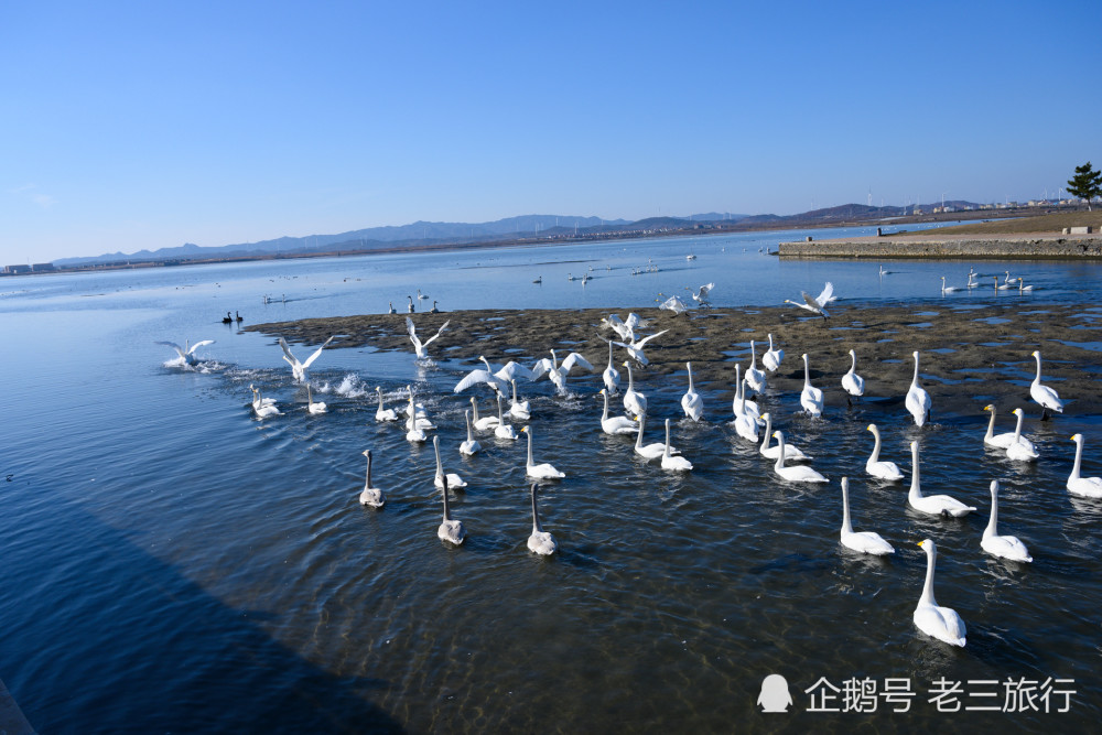 威海荣成天鹅湖公园现场图.