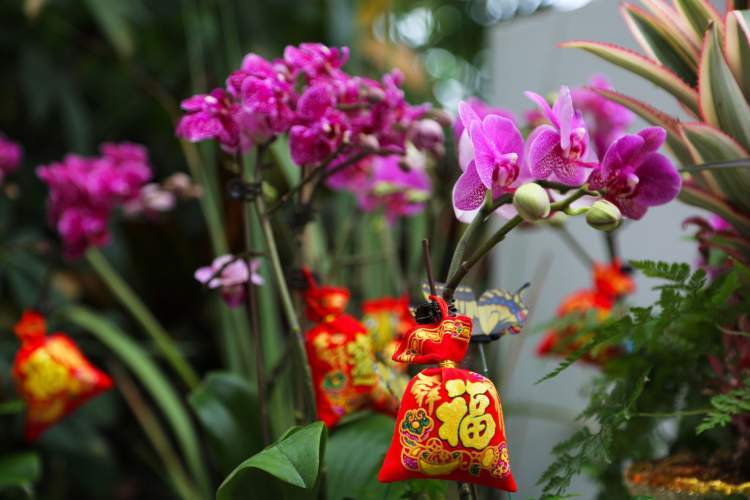 "鼠"你有花头,新春去上海植物园看属鼠的植物
