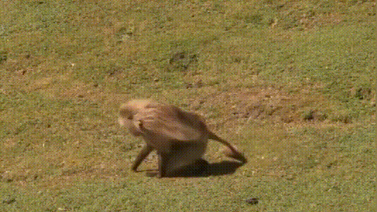 狒狒,狮尾狒,埃塞俄比亚高原,东非大裂谷,山魈
