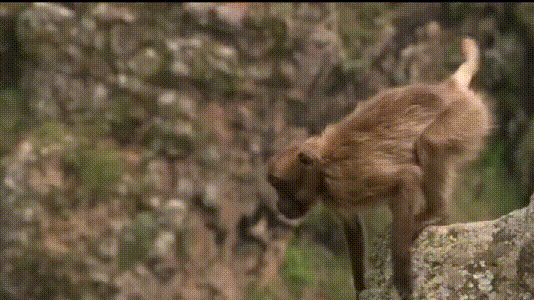 东非高原上特有的猴子,每晚睡在悬崖上,一天要吃10斤的草!