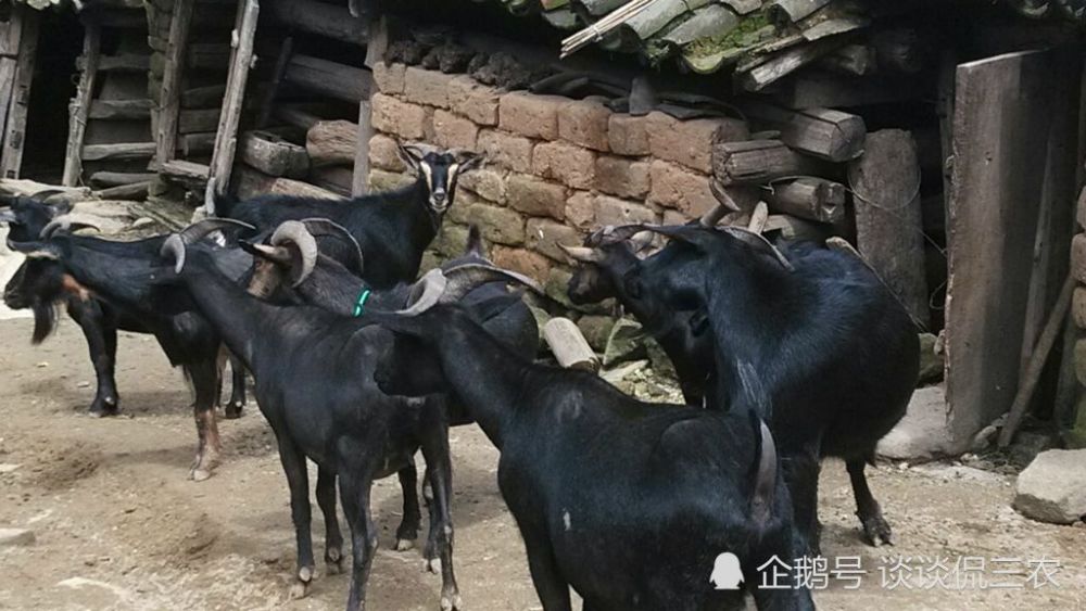 小王听信《致富经》养羊,已经坚持了4年,如今骑虎难下