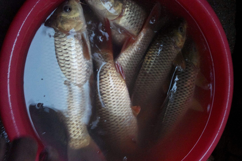 分享一套鲫鱼鲤鱼草鱼都爱吃的饵料配方,自制简单成本