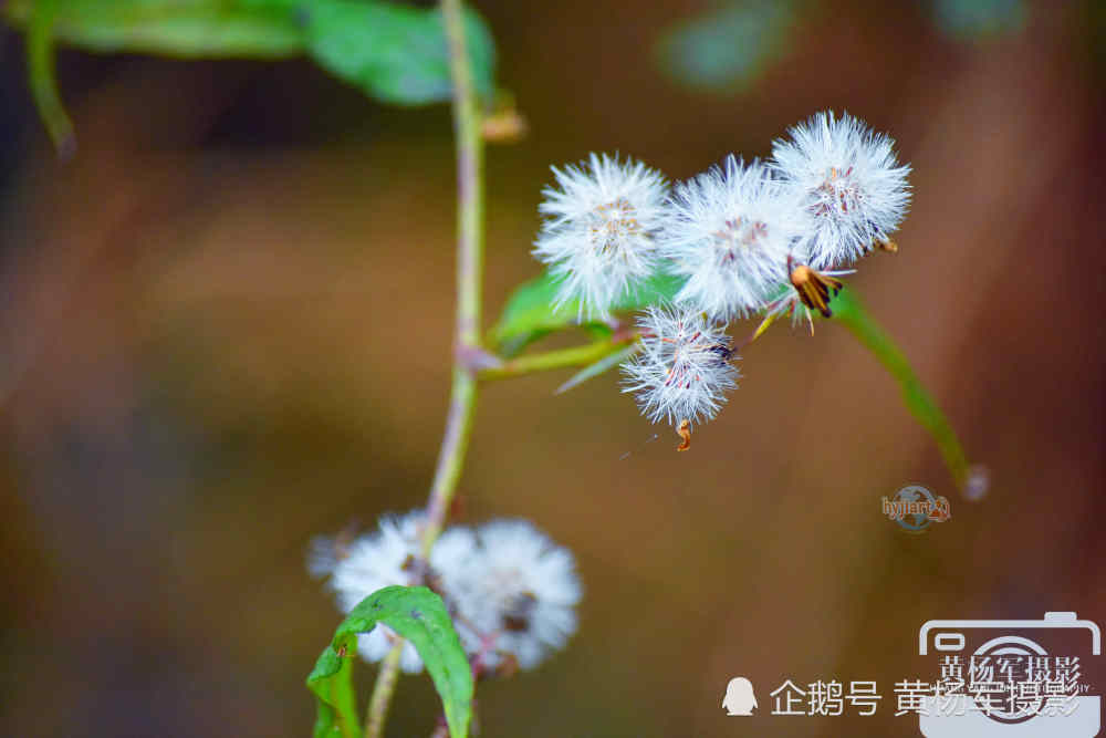如果风力大的话蒲公英就会借此传播种子了.