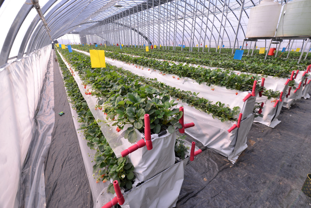 河南首家高架立体无土栽培草莓收获开卖,平均一颗5元钱