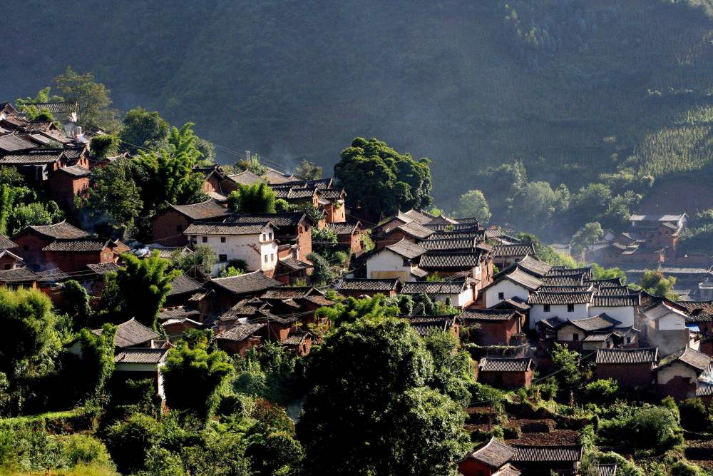 云南,第一村,茶树,大雪山