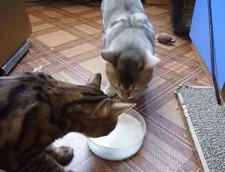 动物界关于打架那点事:严肃点,别笑!没看到这儿打架呢