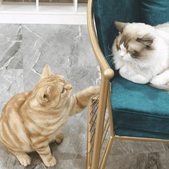 仅15.9/25.9抢撸猫 7种饮品任选