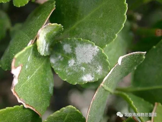 长寿花冬季常见病虫害,及其防治方法