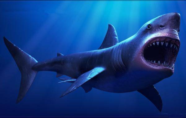 它堪称史上最恐怖鲨鱼,体型可长达21米,饭量太大靠捕猎鲸鱼为食