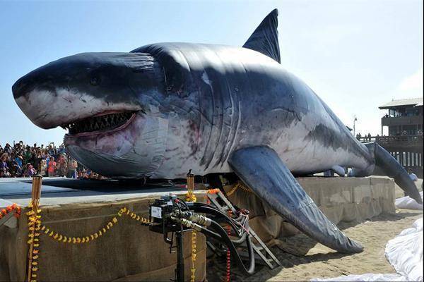 它堪称史上最恐怖鲨鱼,体型可长达21米,饭量太大靠捕猎鲸鱼为食