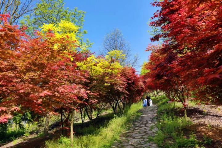 春节到巴南游彩色森林,春夏秋冬不同景色不同路,春天还会远吗?