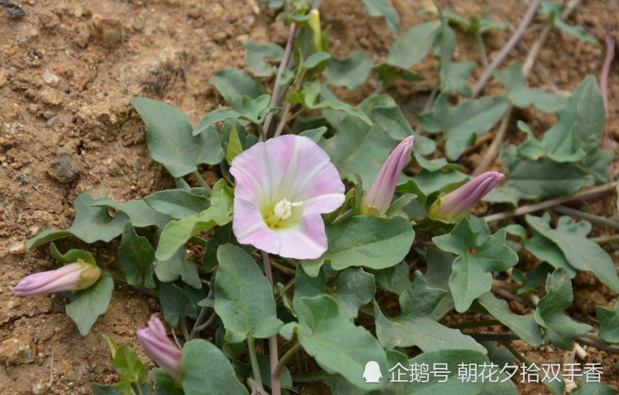 农村,野草,打碗花