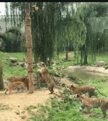 壁纸 树 350_390 gif 动态图 动图