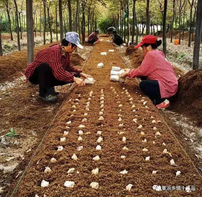 将园林绿化垃圾粉碎,加工形成的菌化肥料用来种植赤松茸