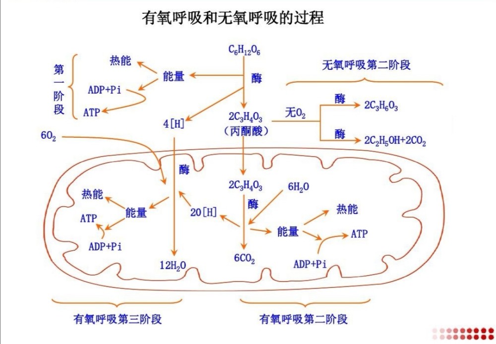 粗面内质网表面有附着核糖体,具有运输蛋白质的功能,滑面内质网内含