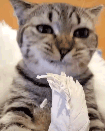 家猫,猫咪,蓝翔,猫粮,狸花猫,挖掘机