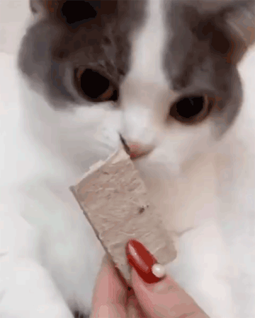 从主人手里接过来, 猫就迫不及待开吃.