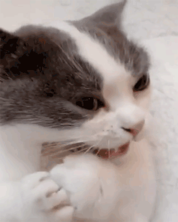 不瞒你说我看一只猫看饿了